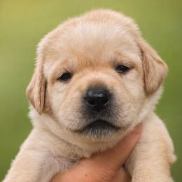 Purple Collar - Yellow female Labrador Retriever puppy in Madison, Wisconsin from Meritrust Labradors