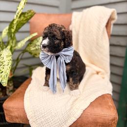 Ember - Sable female Bernedoodle puppy in Buda, Illinois from Hamilton Farm Doodles