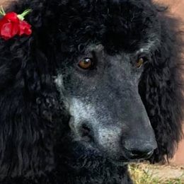 Goldendoodles and Poodles from Fancy Goldendoodles and Poodles