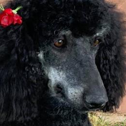 Goldendoodles and Poodles from Fancy Goldendoodles and Poodles