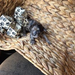 Dolly Parton - Merle female Shihpoo puppy in Delphos, Ohio from Route 66 Puppies