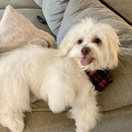 Arturo - Havanese