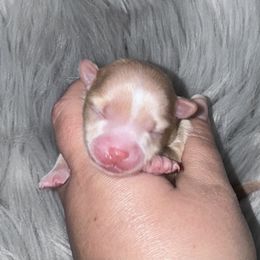 Blitzen - Cream male Pomeranian puppy in Sandia, Texas from Broken Arrow Poms