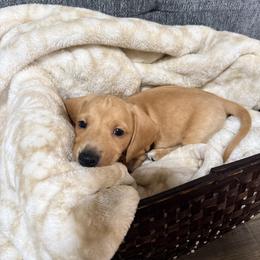Henry - Cream male Dachshund puppy in Crossville, Tennessee from Golden Critter Farm