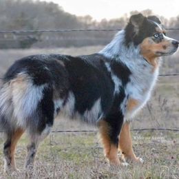 Sister - Miniature Australian Shepherd