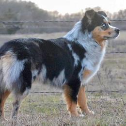 Sister - Miniature Australian Shepherd
