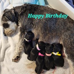 Miniature Schnauzer Puppies from Donna's Miniature Schnauzers