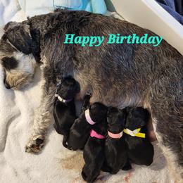 Miniature Schnauzer Puppies from Donna's Miniature Schnauzers