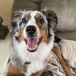 Aussiedoodles from R & R Aussiedoodles