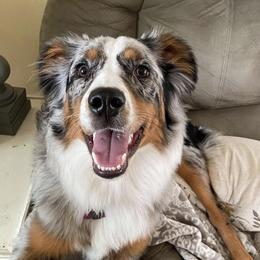 Aussiedoodles from R & R Aussiedoodles
