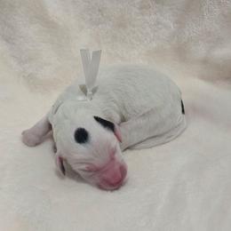 Doctors Strange - Black and white male Sheepadoodle puppy in Ashton, Idaho from Kerr Kanine Ranch