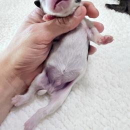 Boy 1 - Chocolate male Shih Tzu puppy in Ocala, Florida from Mimi's Shih-tzus of Ocala