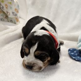 Red girl - Black tan and white female Beagle puppy in Lore City, Ohio from Loves Kennel
