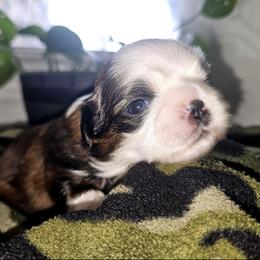 JUDD - Brindle and white male Shih Tzu puppy in Los Banos And Bay Area, California from Shantii's Shih Tzu's