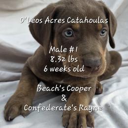 MALE - 1 - Chocolate male Catahoula Leopard Dog puppy in Perry, Florida from O'Leos' Acres Catahoulas