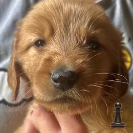 Black, chess piece - Golden female Golden Retriever puppy in Fisher, Illinois from Fidei Family Farms