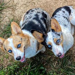 American Corgis, Australian Cattle Dogs, Miniature Australian Shepherds, and Pembroke Welsh Corgis from BarHigh711