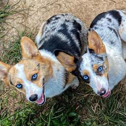 American Corgis, Australian Cattle Dogs, Miniature Australian Shepherds, and Pembroke Welsh Corgis from BarHigh711