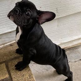 French Bulldogs from Queens of The South Frenchies