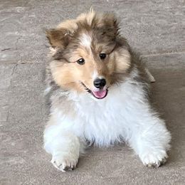 Shetland Sheepdog Puppies from September Morning Shelties