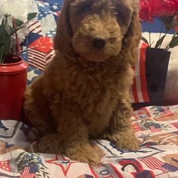 Goldendoodle Puppies from Goldendoodlefamily