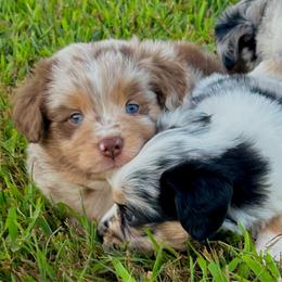 Crimson - Red merle male Toy Australian Shepherd puppy in Smithville, Arkansas from Cooper Creek Aussies