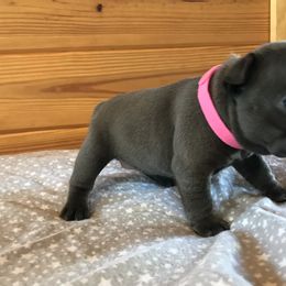 French Bulldog Puppies from Crooked C Ranch