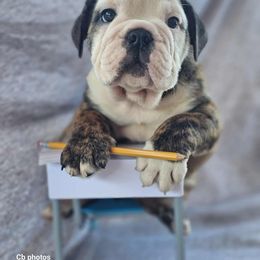 Lux - Red brindle and white male Bulldog puppy in Silverton, Oregon from Willamette Valley Bullies