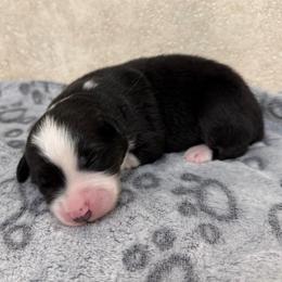 Moose - Black tri male Miniature American Shepherd puppy in Baker, Florida from East to Western Aussies