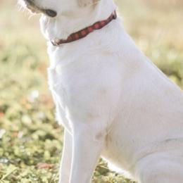 Labrador Retrievers from Grand River Labradors
