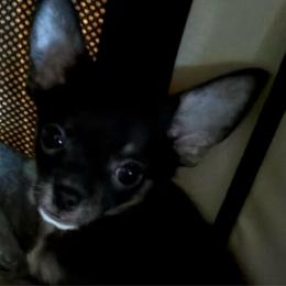 Boy 3-Tucker - Black and tan male Chihuahua puppy in Scranton, Pennsylvania from Grammy Farm