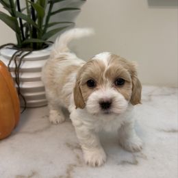 Cami - Red female Havanese puppy in Semmes, Alabama from Hayden's Havanese