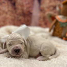 Frosty - Cream male Goldendoodle puppy in The Woodlands, Texas from Gracie's Goldendoodles and Bernedoodles