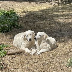 Maremma Sheepdog Puppies from JT Little Critter Farm