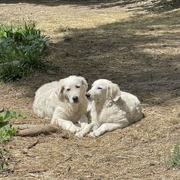 Maremma Sheepdog Puppies from JT Little Critter Farm