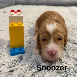 Snoozer - Caramel red male Australian Labradoodle puppy in Alamo, Texas from QuiSal Labradoodles