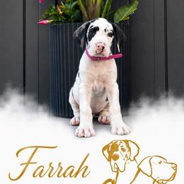 Farrah - Harlequin female Great Dane puppy in Liberty, New York from Catskills Greatest Danes