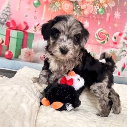 Storm - Blue merle male Aussiedoodle puppy in Dickerson, Maryland from Pawsome Aussie Doodles and Oodles