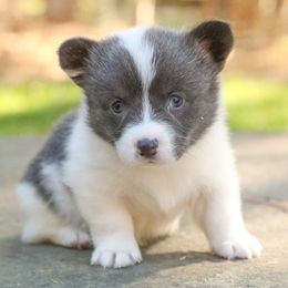 Lyra - Gray and white female American Corgi puppy in Plains, Montana from Diamond Corgis