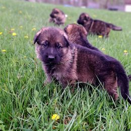 German Shepherd Puppies from K9 Academy