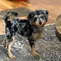 Fallon - Tri-color female Cavapoo puppy in Bozrah, Connecticut from Cedar Creek Farm