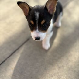 Bo - Black and tan male American Corgi puppy in Dobson, North Carolina from Clover S Farm