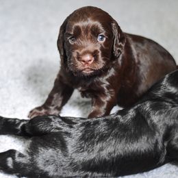 English Cocker Spaniel and German Shepherd Puppies from Ryndal & Co.