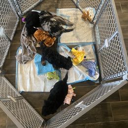 Goldendoodle Puppies from 2KC Doodles