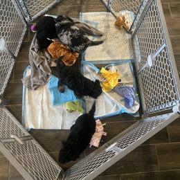 Goldendoodle Puppies from 2KC Doodles