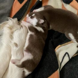 Siberian Husky Puppies from TRUHUSKY SIBERIANS