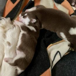 Siberian Husky Puppies from TRUHUSKY SIBERIANS