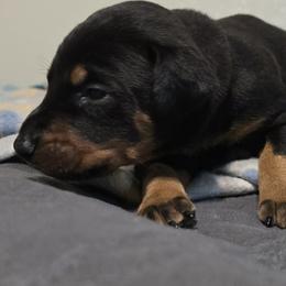 Yellow collar black female - Black and rust female Doberman Pinscher puppy in Houston, Texas from Draggin Dobermans & Great Danes