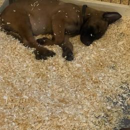 Belgian Malinois Puppies from BlueStone