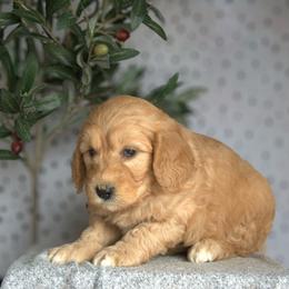 Remi - Apricot male Goldendoodle puppy in Apopka, Florida from Rae Precious Puppies